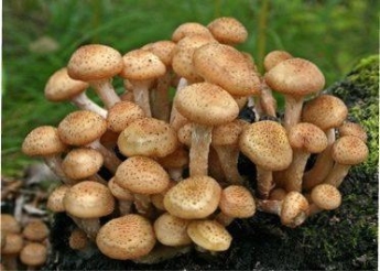 Їстівні опеньки: детальний опис з характеристикою та фото: Як розпізнати  їстівні гриби опеньки